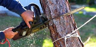 Best Tree Health Inspection  in Crested Butte, CO
