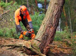 Best Root Management and Removal  in Crested Butte, CO