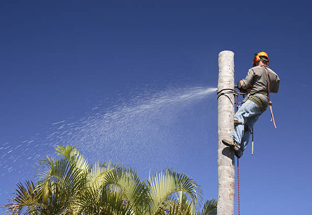 Best Tree Risk Assessment  in Crested Butte, CO