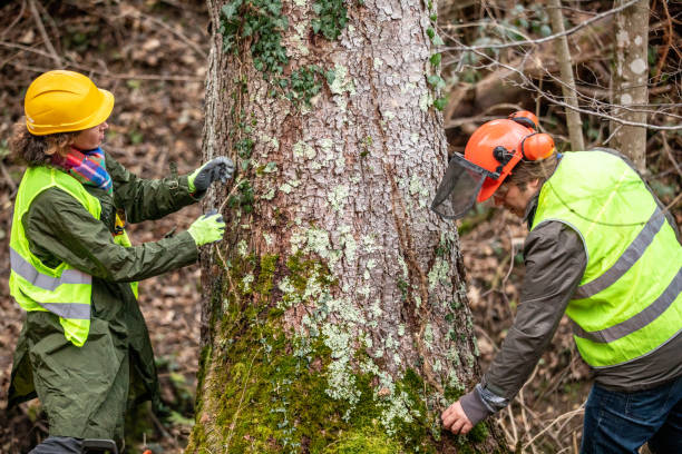 How Our Tree Care Process Works  in  Crested Butte, CO