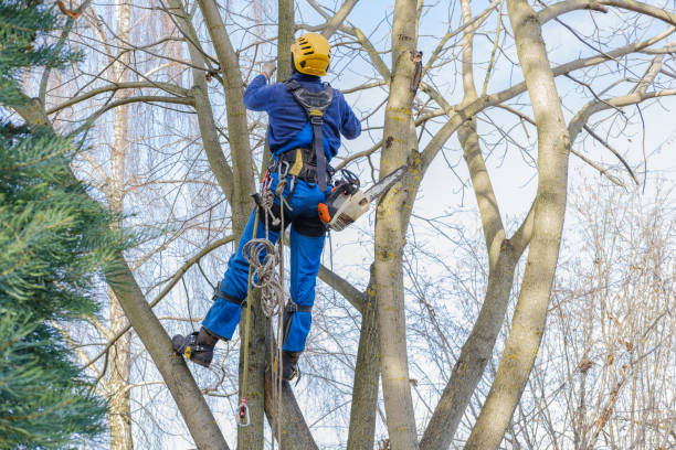 Best Stump Grinding and Removal  in Crested Butte, CO