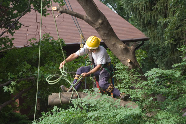 Best Leaf Removal  in Crested Butte, CO