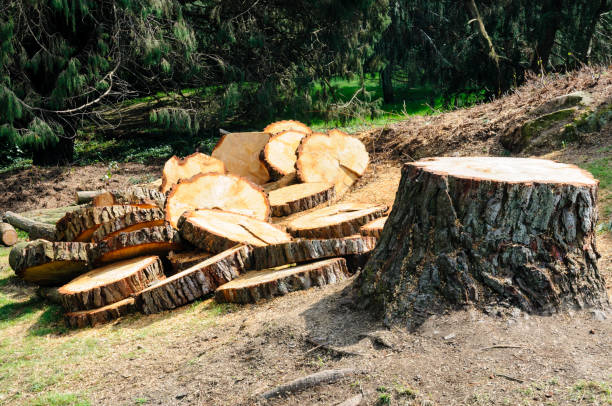 Reliable Crested Butte, CO Tree Care Solutions
